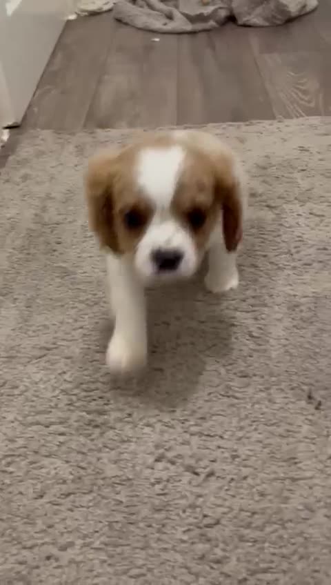 Cavalier King Charles Spaniel dogs for sale: 6 cavalier king Charles spaniel puppies - Video 2