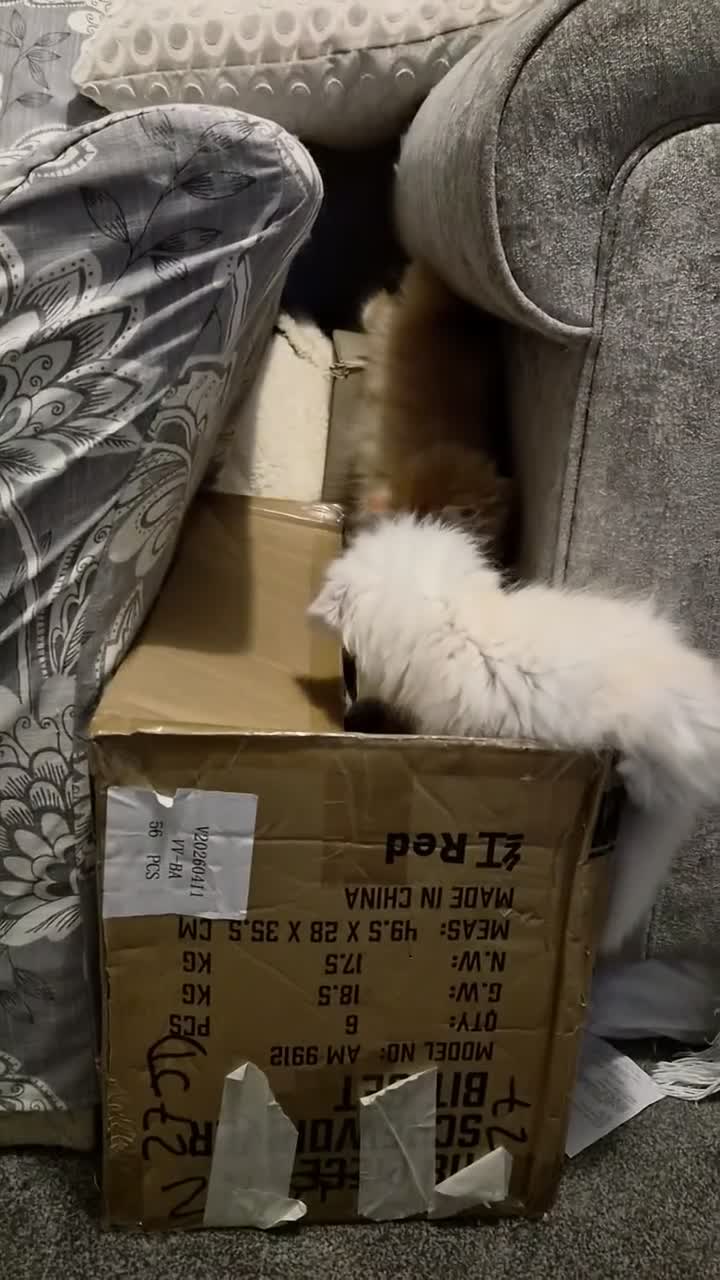 Persian cats for sale: Full pedigree persian Chinchilla  - Video 1