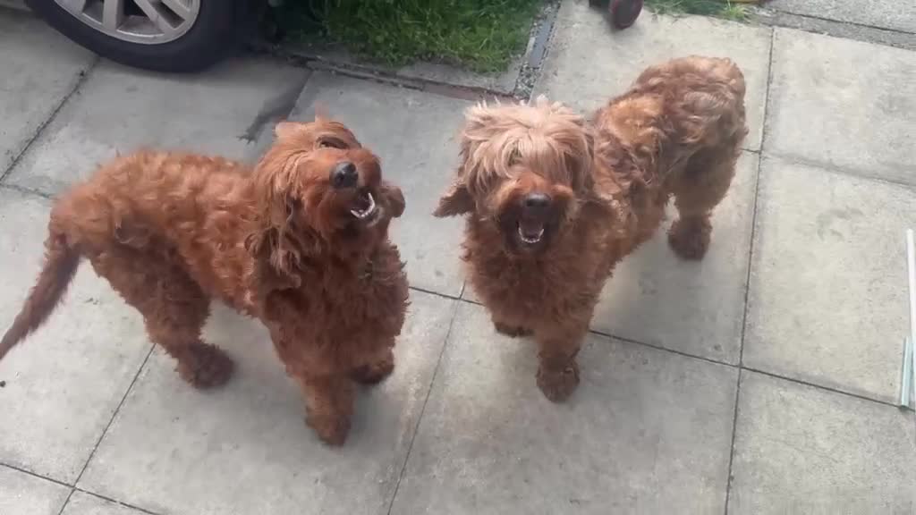 Irish Doodle dogs for sale: Two Beautiful Red F1 Miniature Irish Doodle - Video 1