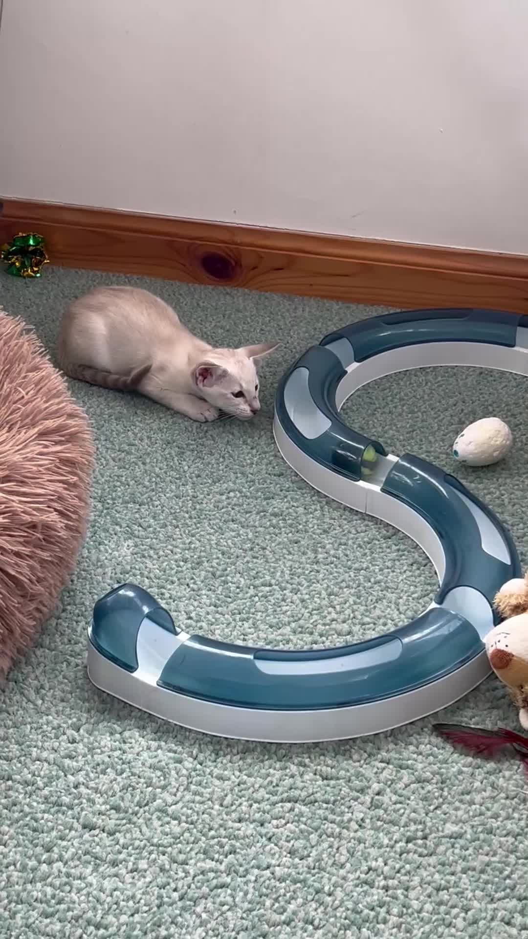 Siamese cats for sale: A litter of 3 beautiful Siamese kittens  - Video 2
