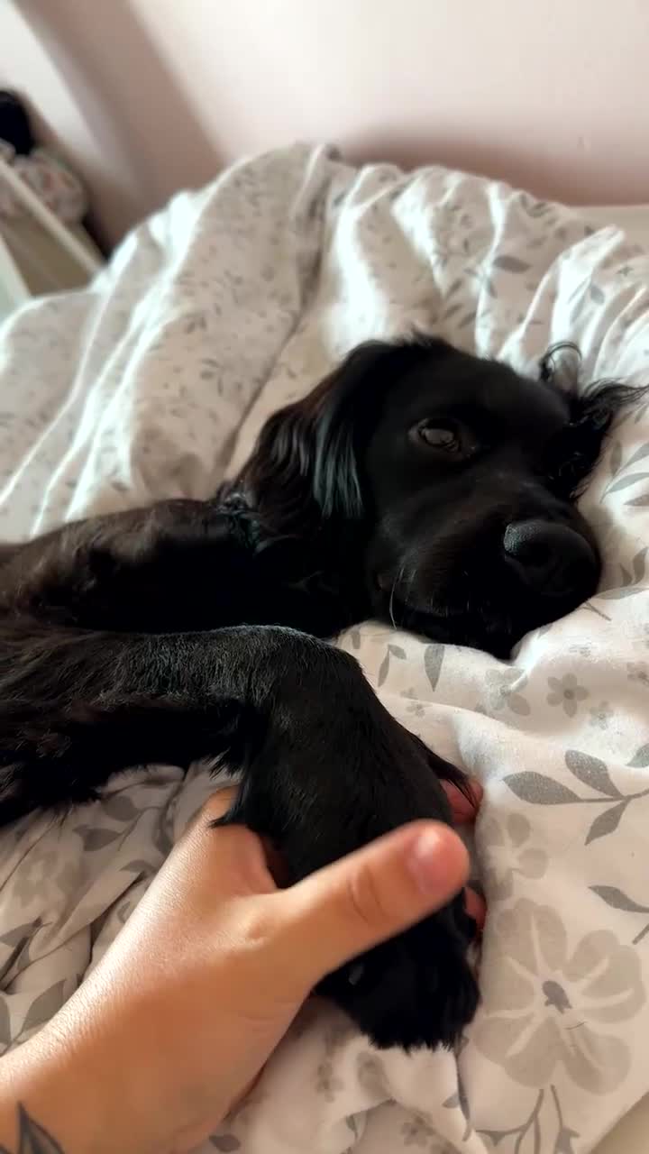 Sprocker dogs for sale: Male 2 year old sprocker  - Video 1