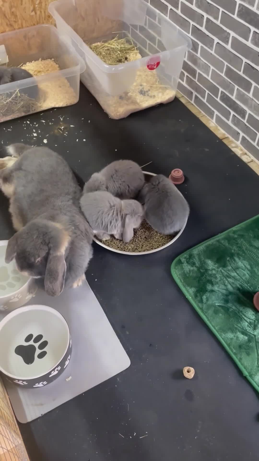 French Lop rabbits for sale: Beautiful French Lop Babies - Video 1