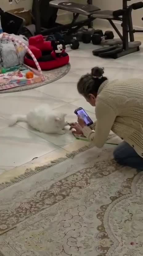 Mixed Breed cats for adoption: LAITH - MIX PERSIAN HAPPY PERSONALITY BOYNEUTERED  - Video 2