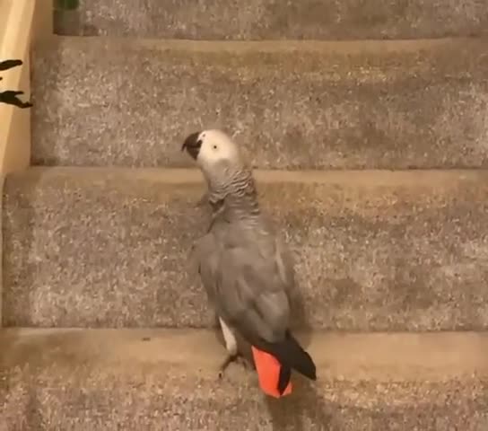 Budgerigars birds for sale: Accrington  - Video 2