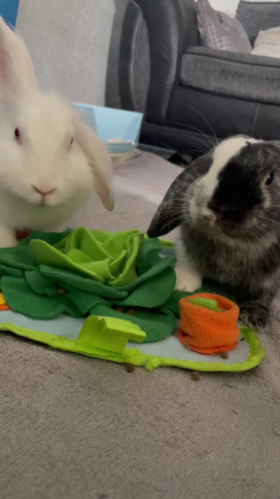 Mini Lop rabbits for sale: 8 months old bunnie  - Video 2