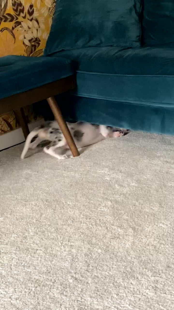 Border Collie dogs for sale: 10 week old stunning border collie merle for sale  - Video 2
