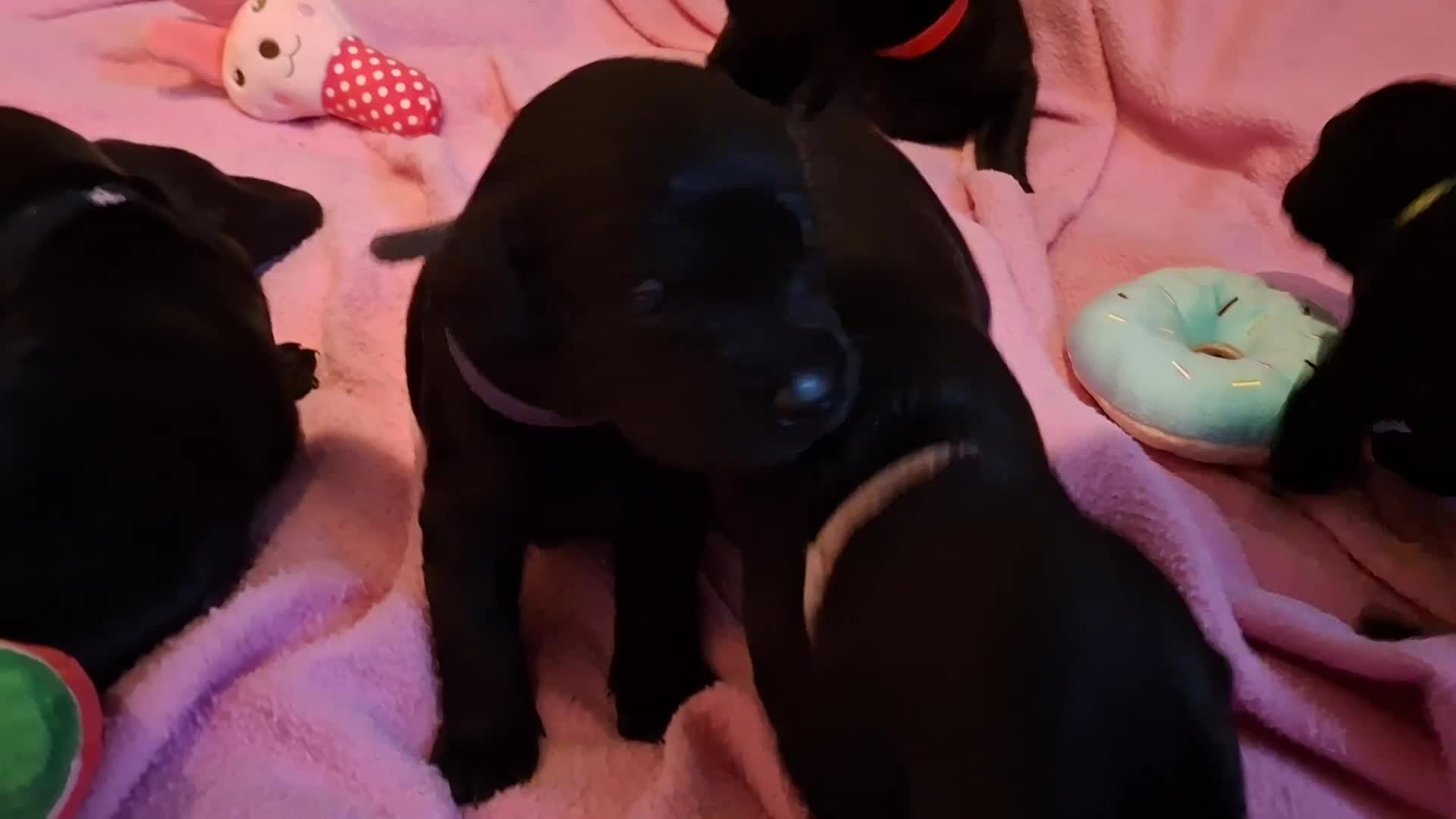 Labrador Retriever dogs for sale: Black labrador puppies - Video 1