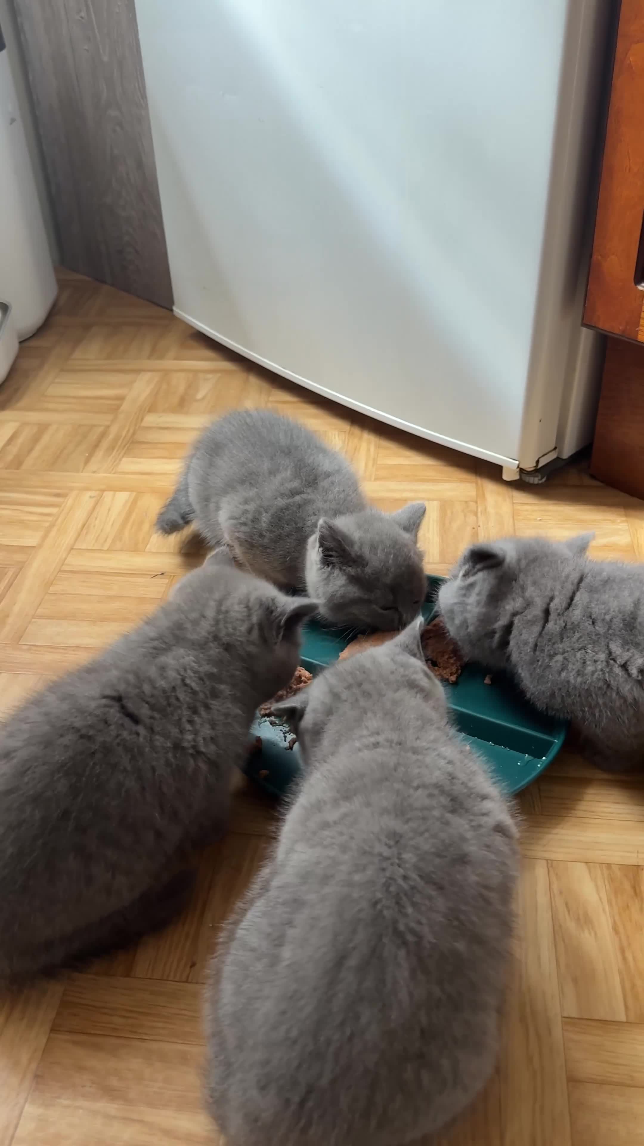 British Shorthair cats for sale: Roman - Video 1