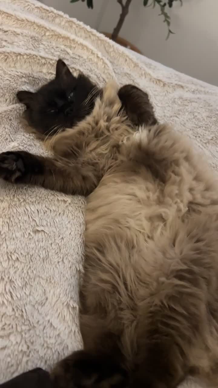 Ragdoll cats for sale: Mink ragdoll male - Video 2