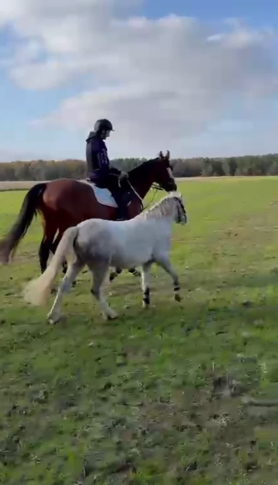 Welsh Section A horses for sale: uptown hope🏡 the absolute mothers dream… - Video 3