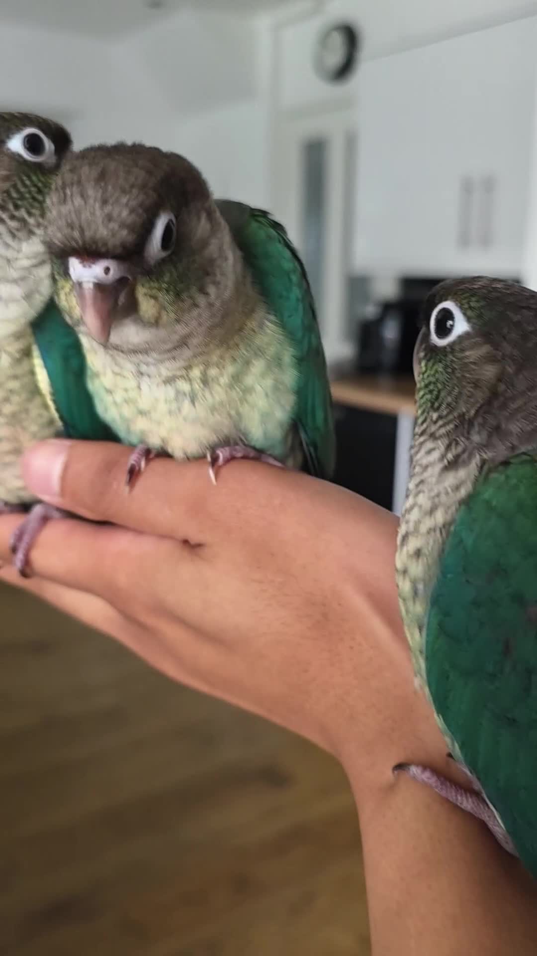 Conures birds for sale: Handreared Tame Baby Conures  - Video 1