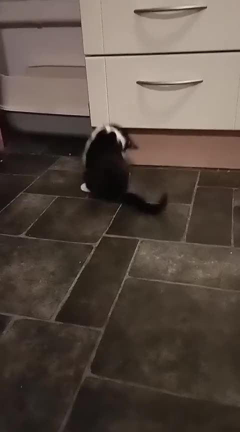 Mixed Breed cats for sale: Playful kitten looking for home - Video 1