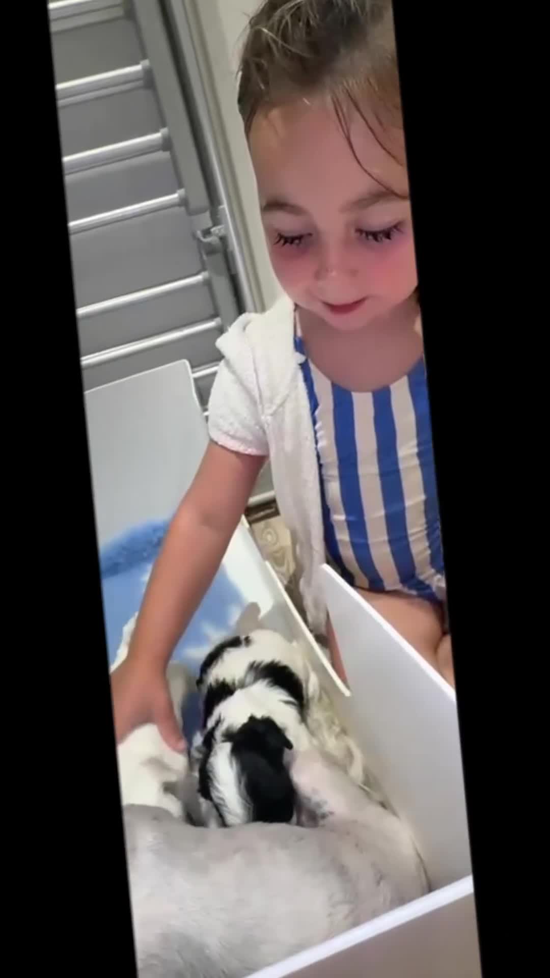 Maltipoo dogs for sale: Exceptional Micro Asian Maltipoo’s, 3 girls  in Staines - Video 1
