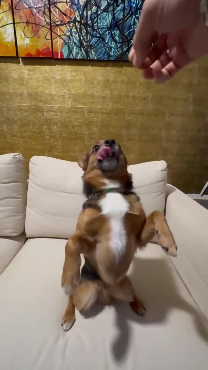 Mixed Breed dogs for sale: Cutie Milo  - Video 3