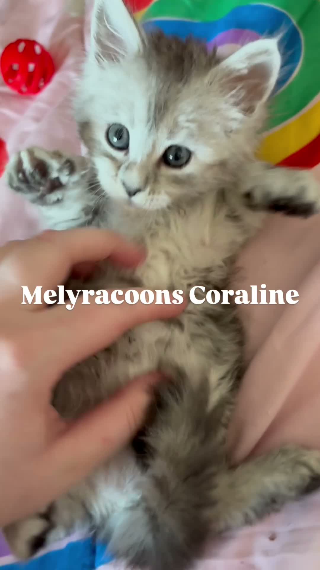 Maine Coon cats for sale: ⭐Mainecoon kittens-Champion lines⭐  - Video 2