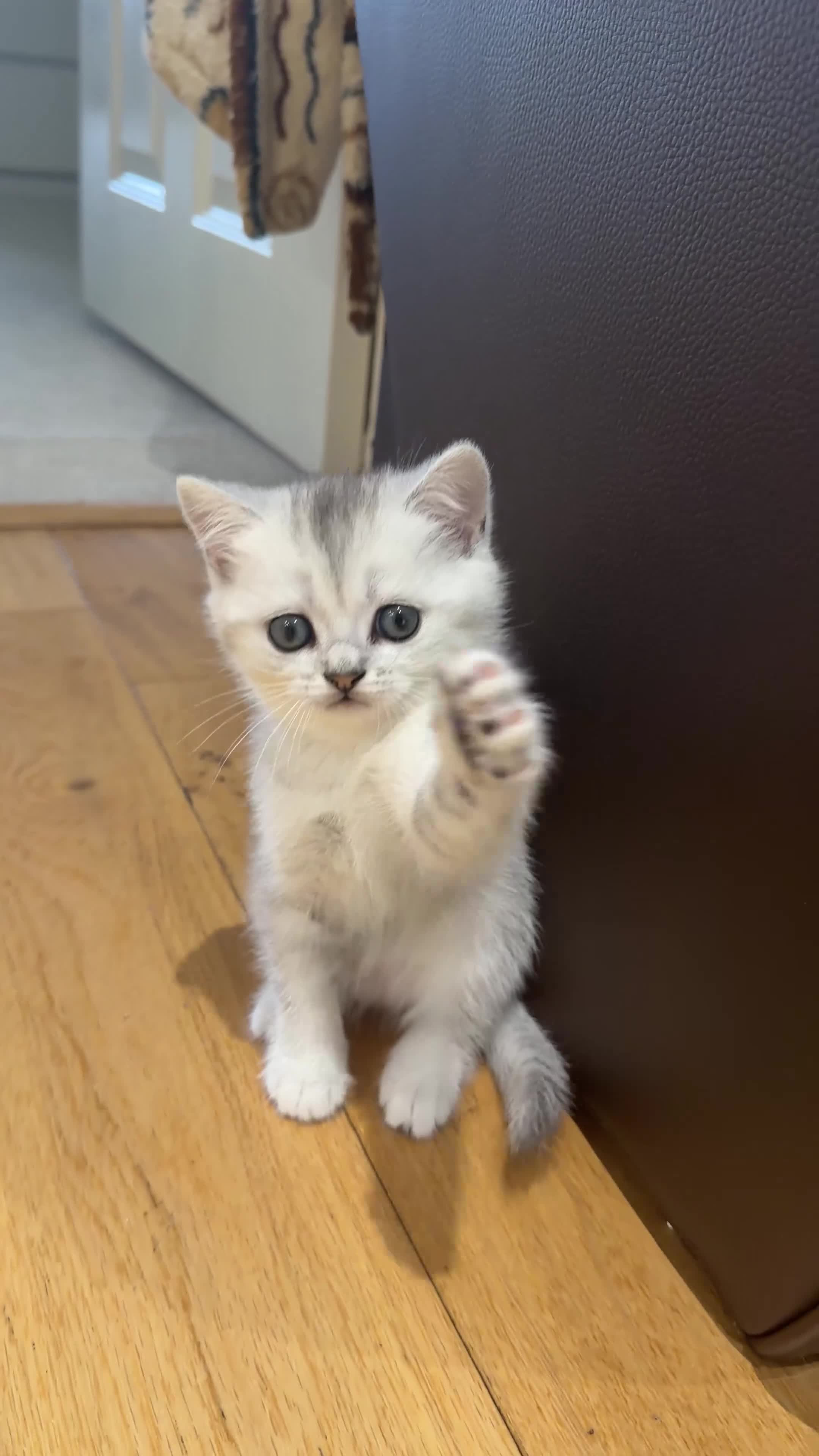 British Shorthair cats for sale: British Shorthair Silver Shaded - Video 2