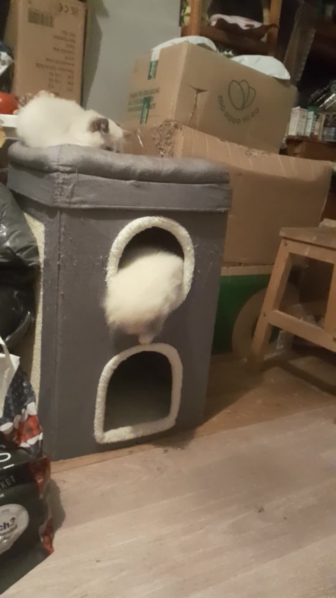 Ragdoll cats for sale: Ragdolls 😸 kittens 😸 looking lovely family - Video 2