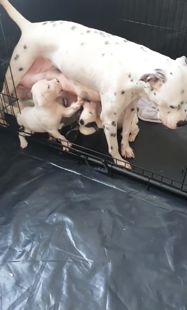 Mixed Breed dogs for sale: English/American Staffy Pups - Video 2