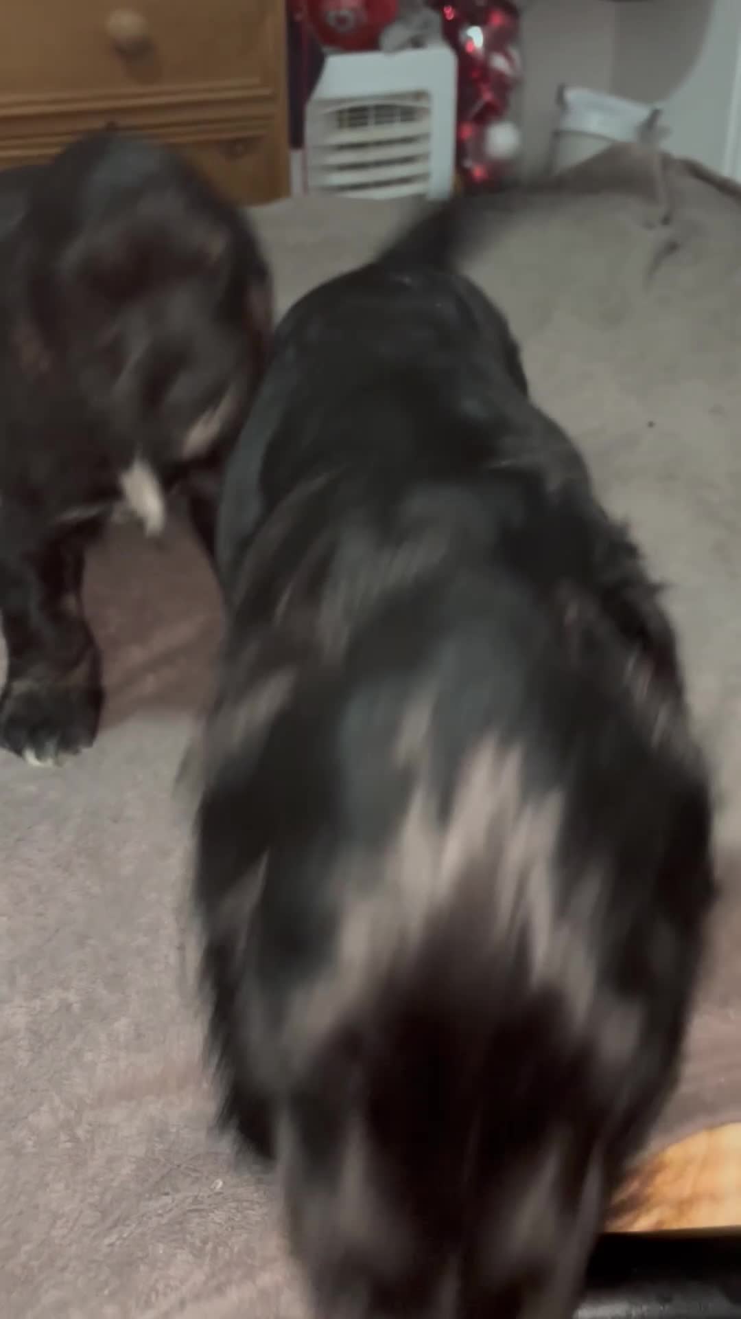 Cocker Spaniel dogs for sale: 2 male cocker spaniel puppies - Video 2