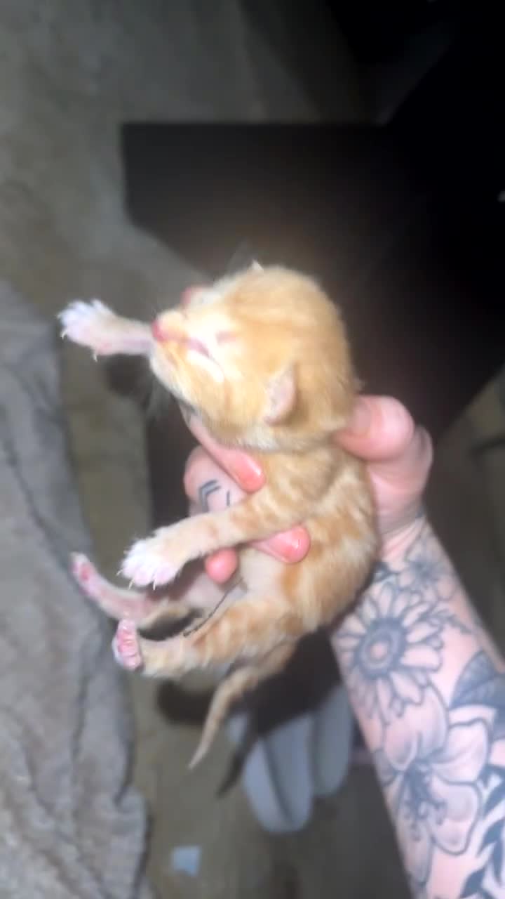 Mixed Breed cats for sale: Newborn kittens for sale  - Video 2