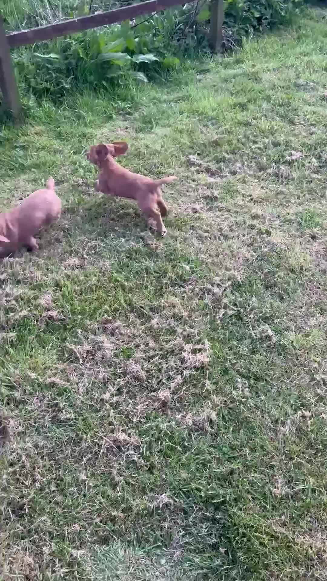 Cocker Spaniel dogs for sale: Working cocker spaniels - Video 2
