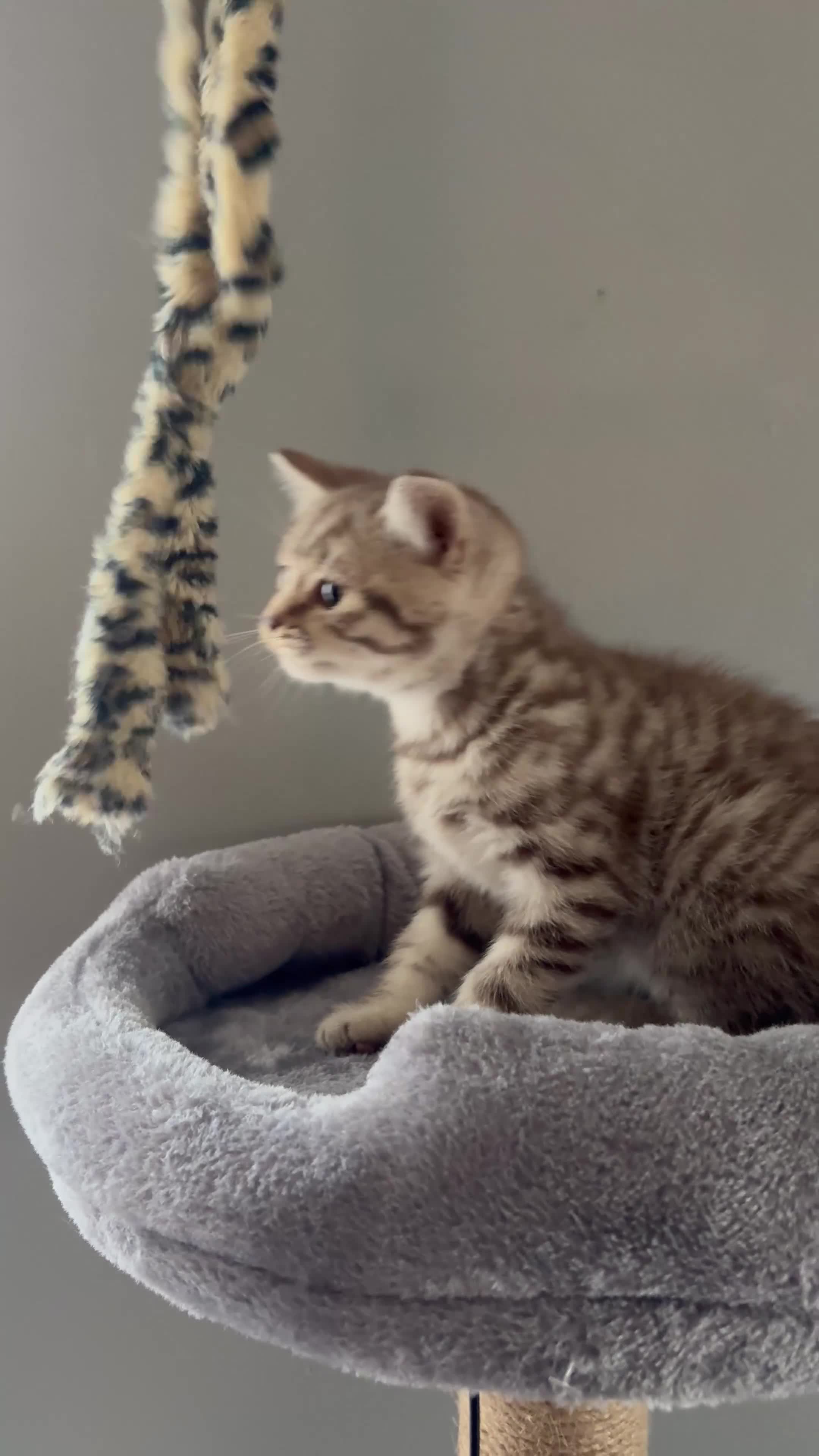 British Shorthair cats for sale: GCCF Brown-tabby MALE AVAILABLE - Video 1