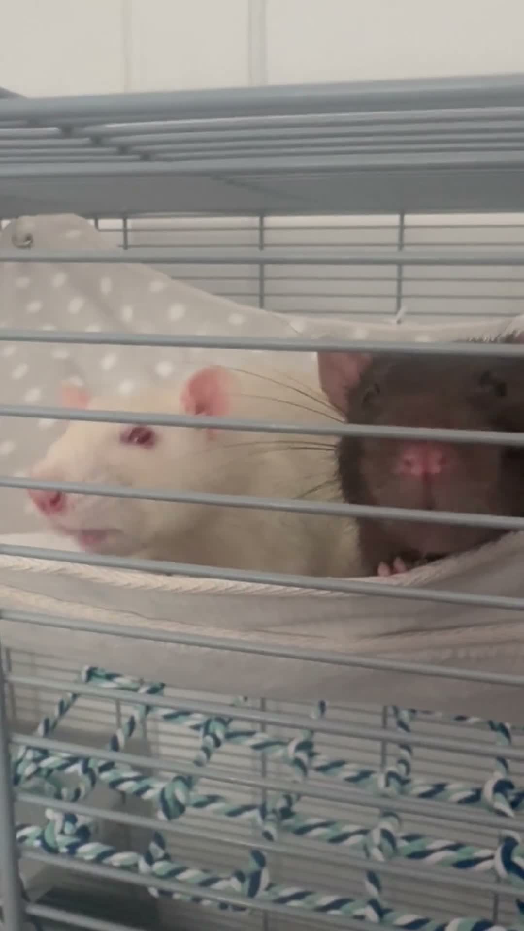 Rat rodents for sale: Rehoming for two male rats  in London - Video 2