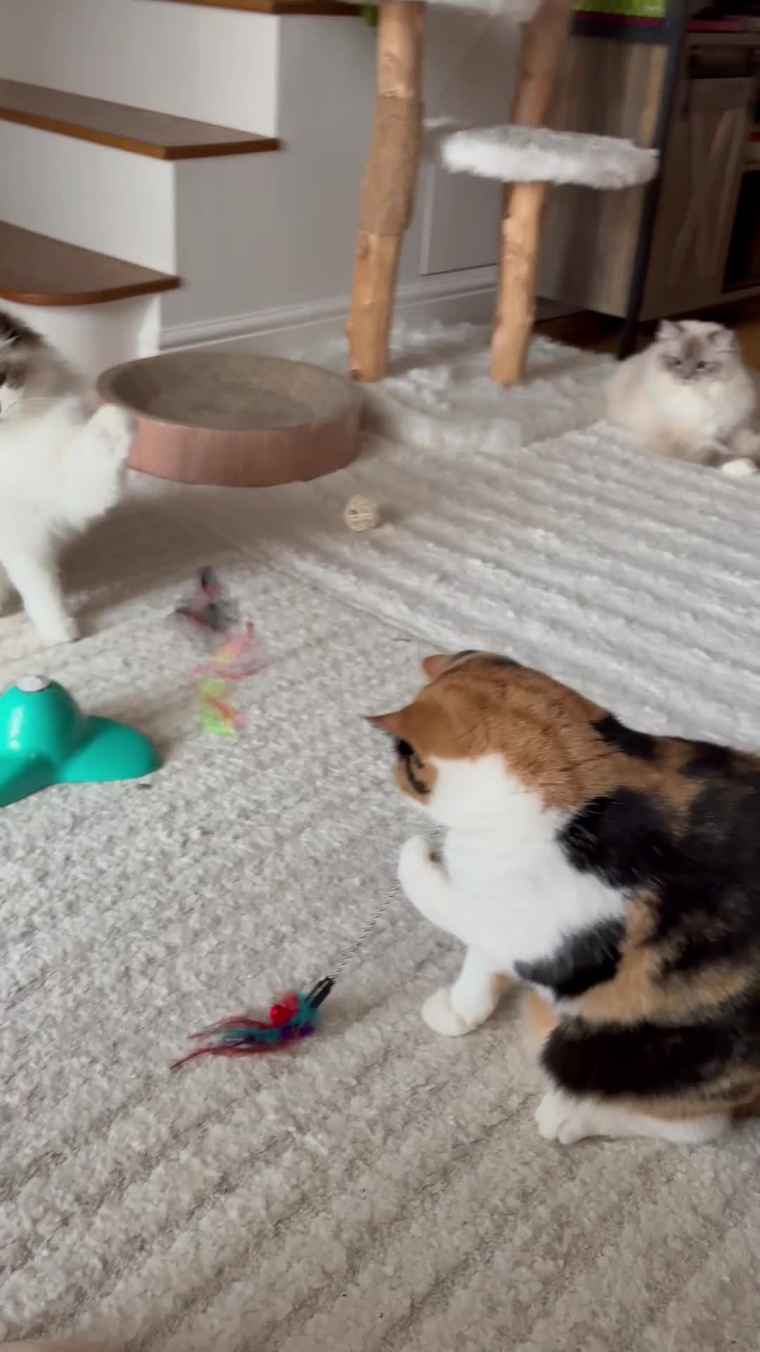 British Shorthair cats for sale: Sweet Layla BSH tortie ❤️❤️❤️ - Video 1