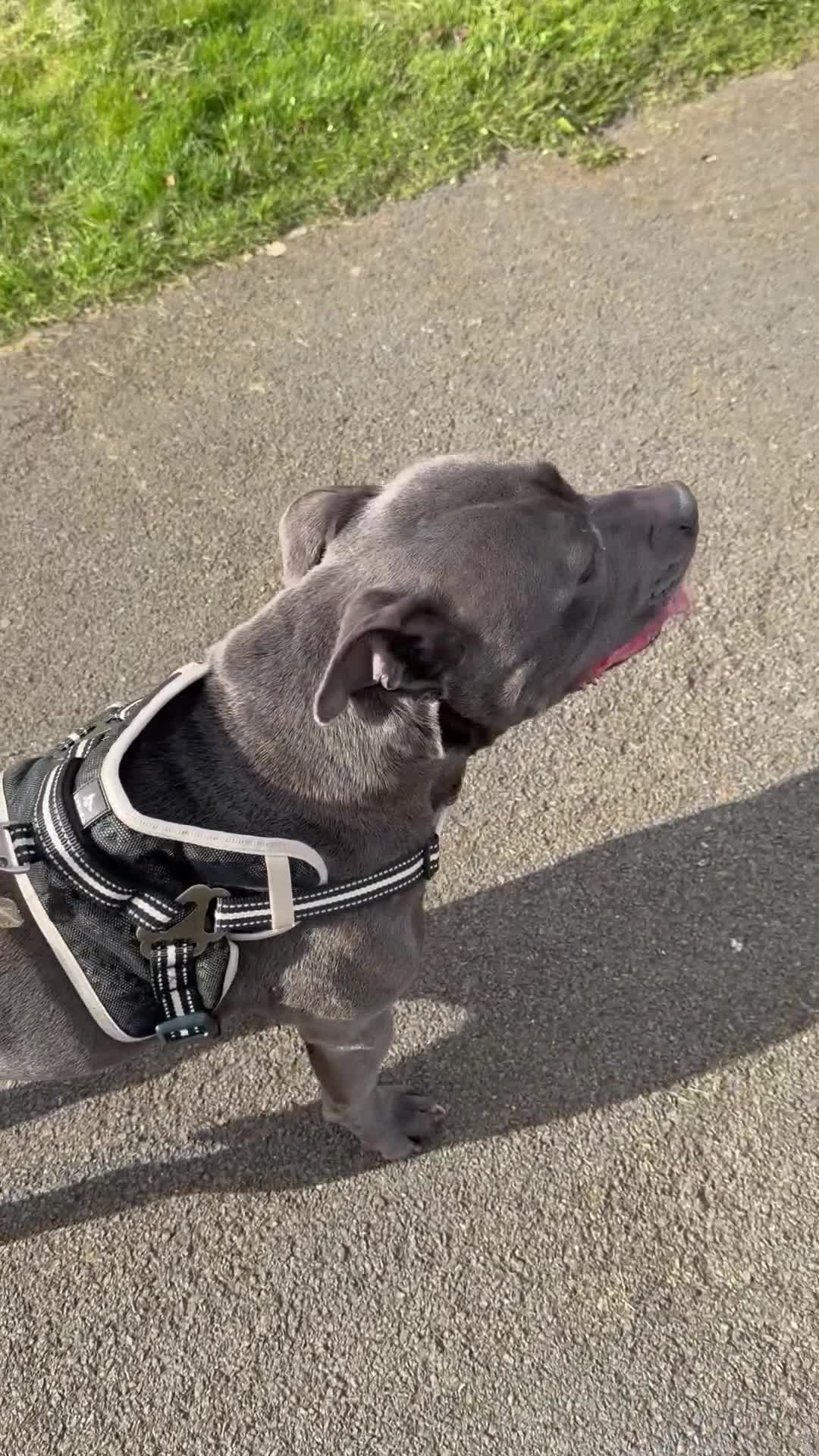 Staffordshire Bull Terrier dogs for sale: Rocco - 2 years old in Nuneaton - Video 1