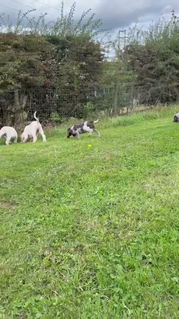 Italian Spinone dogs for sale: Italian Spinone Puppies - Video 2