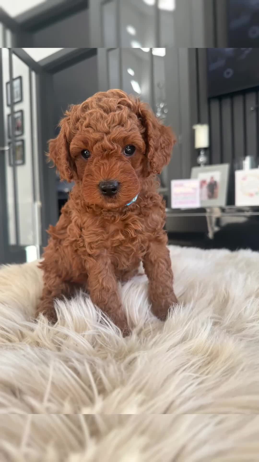 Cavapoo dogs for sale: Beautiful F1b Toy Cavapoos parents health checked  - Video 1