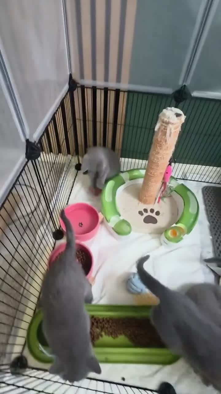 Russian Blue cats for sale: 🐾 All Kittens Reserved 🐾 - Video 1