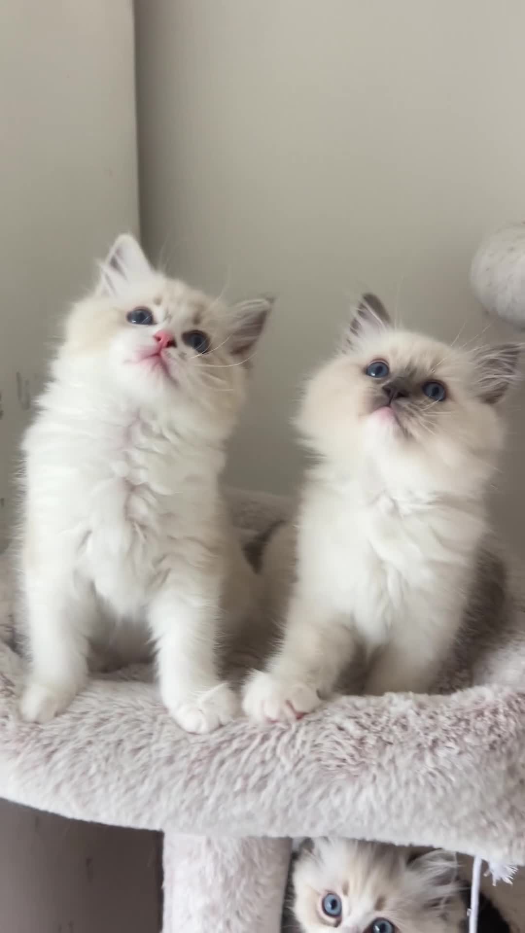 Ragdoll cats for sale: Seal Lynx Bicolour Ragdoll female ready now 💕 - Video 2