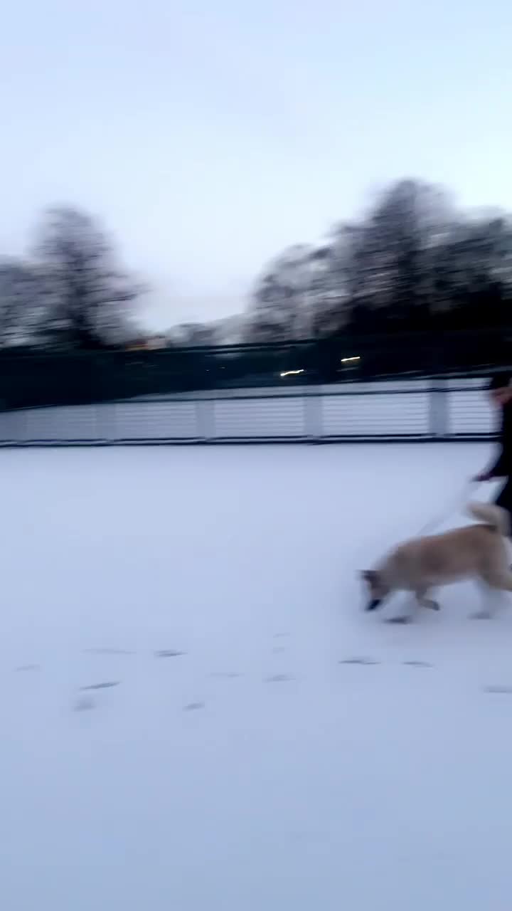 Akita dogs for sale: Pure White Akita -Loyal, Loving Family Dog & Stud in Bradford - Video 3