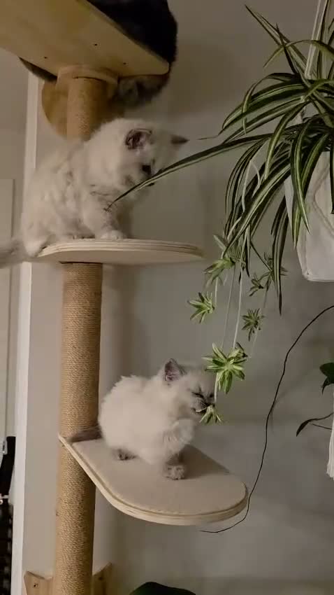 Ragdoll cats for sale: Champion Bred Sire stunning darkblue point kitten  - Video 1