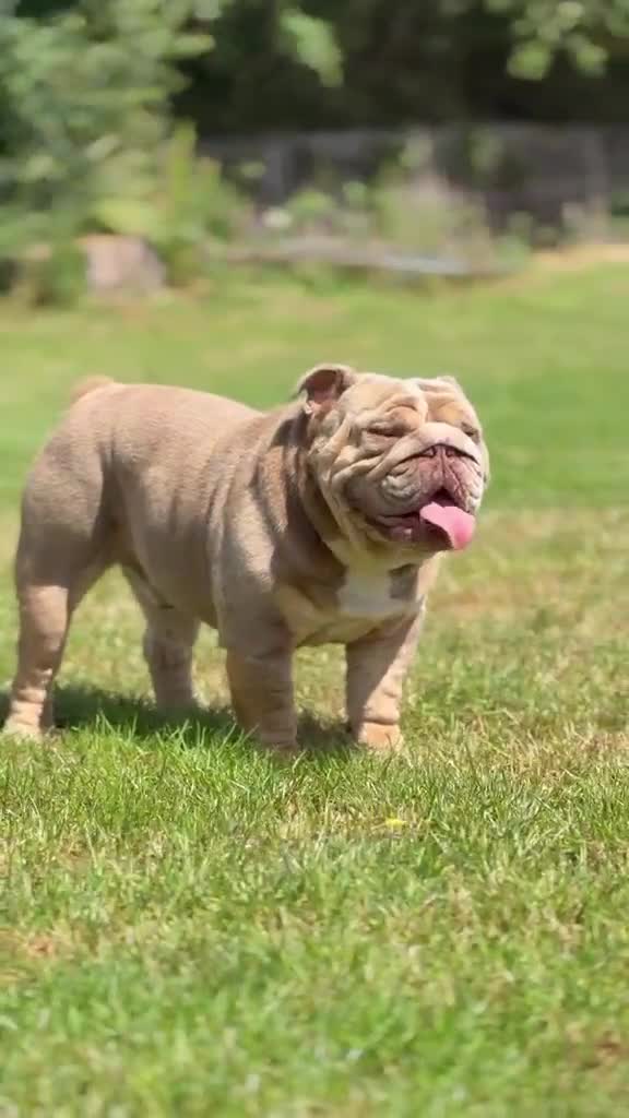 English Bulldog dogs for stud: Lilac English bulldog stud - Video 1