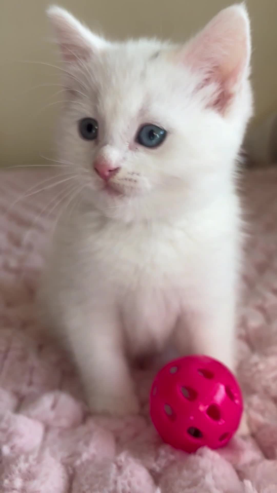 Ragdoll cats for sale: Ragdoll Cross Maine Coon Kitten - Video 3