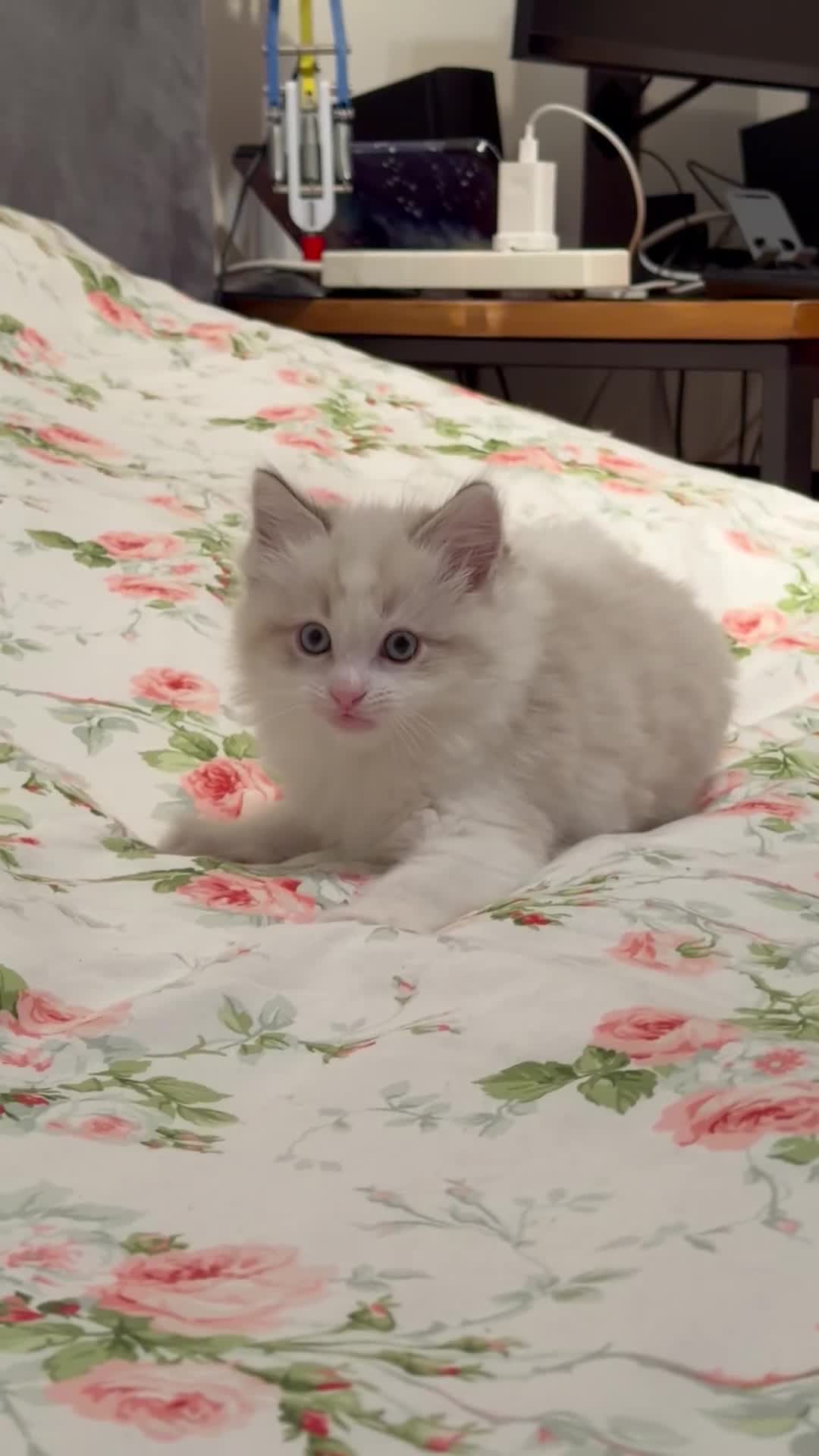 Ragdoll cats for sale: Purebred Ragdoll Kittens in Cardiff - Video 1
