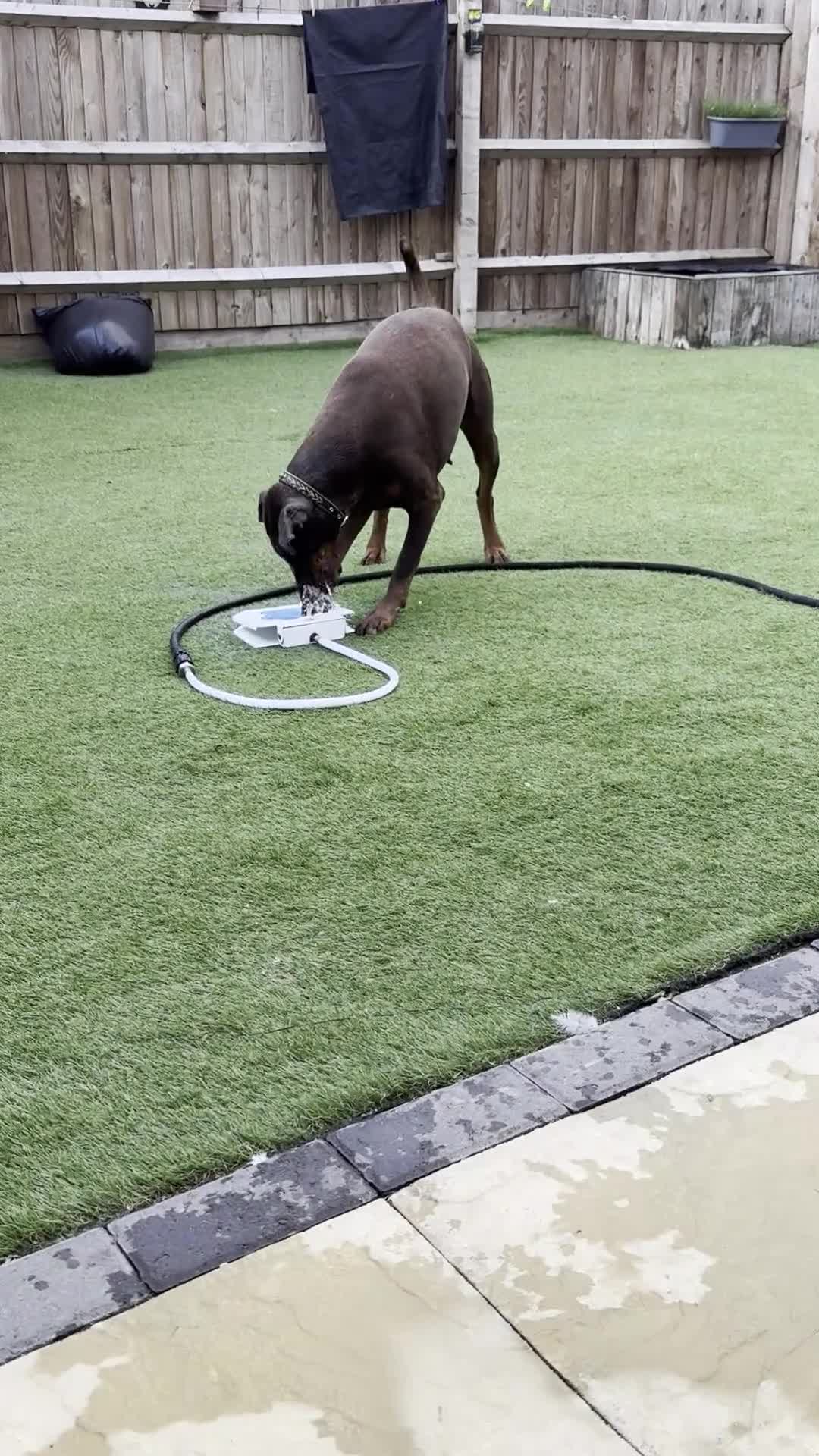 Dobermann dogs for sale: Doberman Girl – Adoption to Loving Home - Video 3