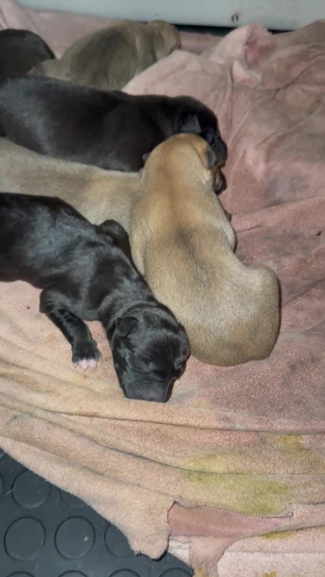 Lurcher dogs for sale: Working Lurcher  - Video 2