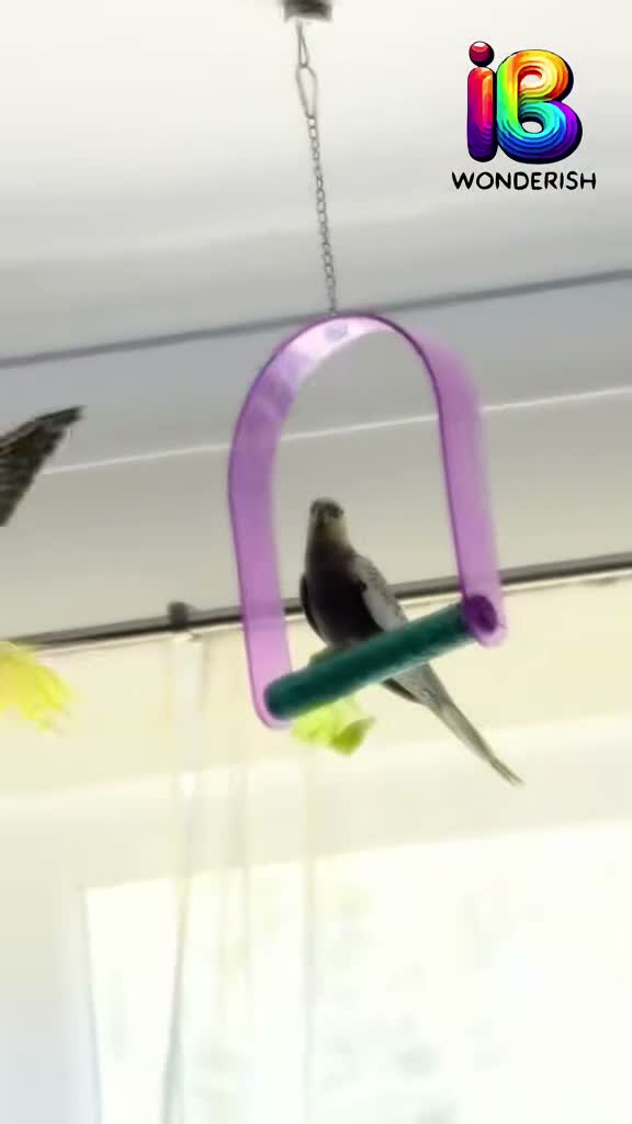 Parrots birds for sale: Rehoming my Indian Ring Neck Male - Video 3
