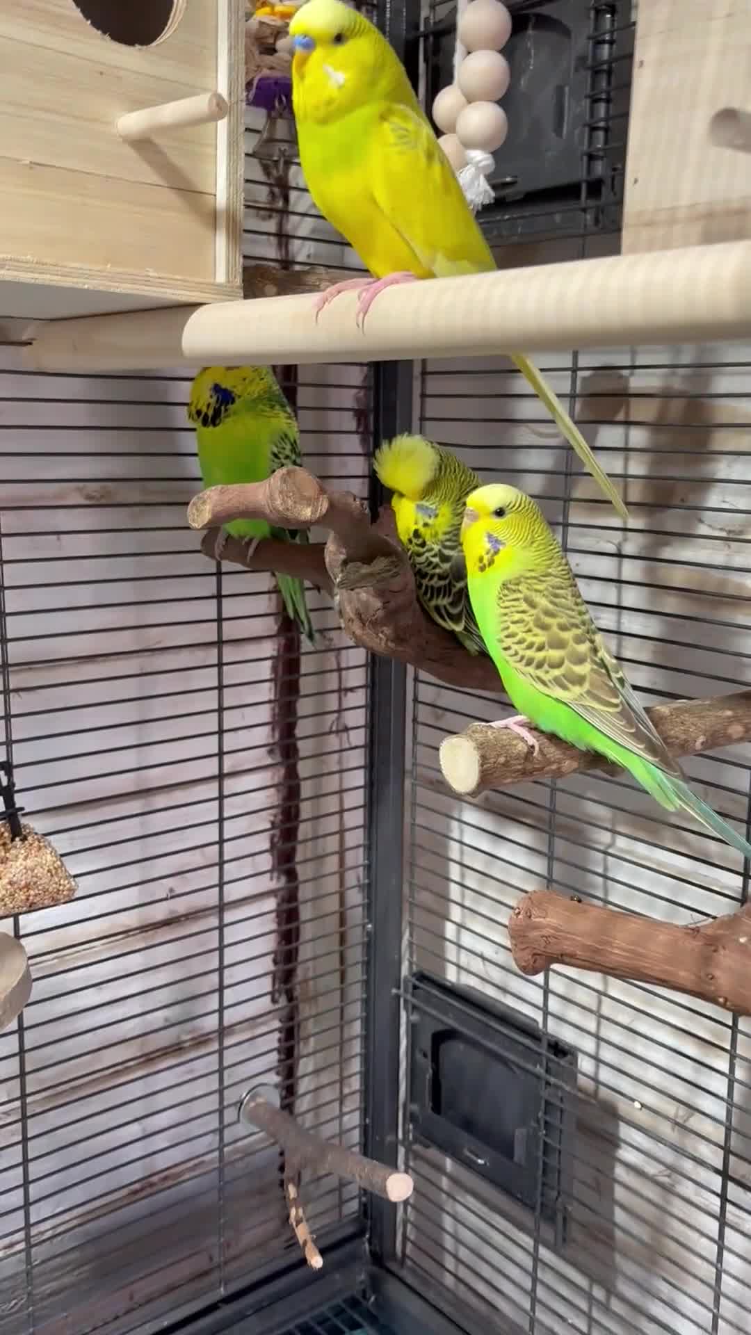 Budgerigars birds for sale: Exhibition budgies (bonded pair) - Video 1