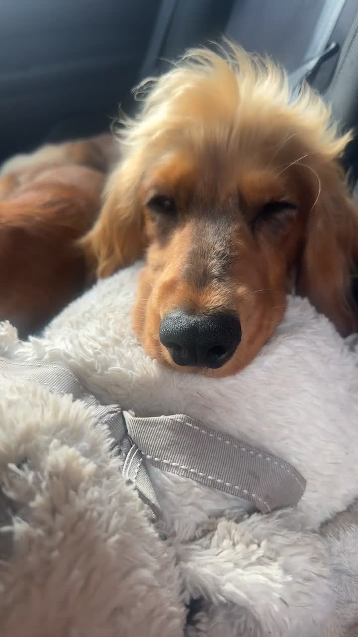 Cocker Spaniel dogs for sale: Male cocker spaniel looking for forever home - Video 1