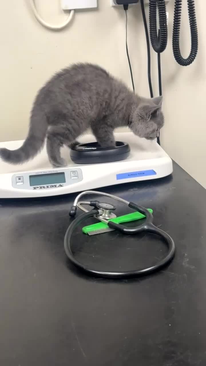 British Shorthair cats for sale: Cat/Kitten British ShortHair WellTrained Friendly  - Video 1