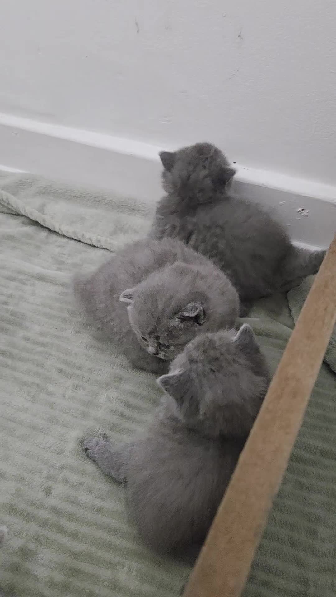 British Shorthair cats for sale: Full breed British short hair - Video 1