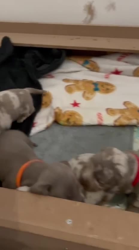 Dachshund dogs for sale: Gorgeous Litter - Isabella Dapple / Isabella Tan - Video 3