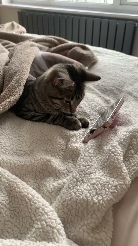 Mixed Breed cats for sale: Tabby Beautiful pattern  - Video 1