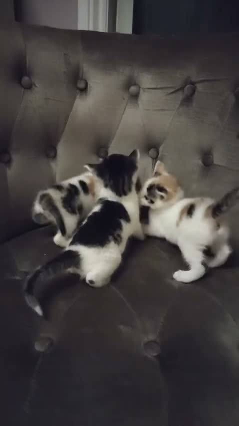 Mixed Breed cats for sale: Kittens beautiful mixed breed 🐈🐈‍⬛🐈🐈 - Video 1