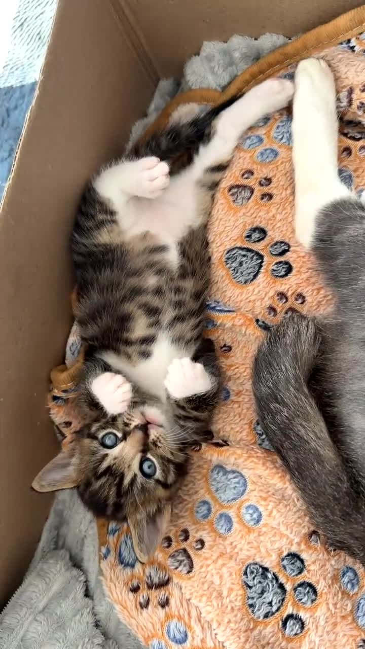 Domestic Shorthair cats for sale: Male tabby for sale - Video 3