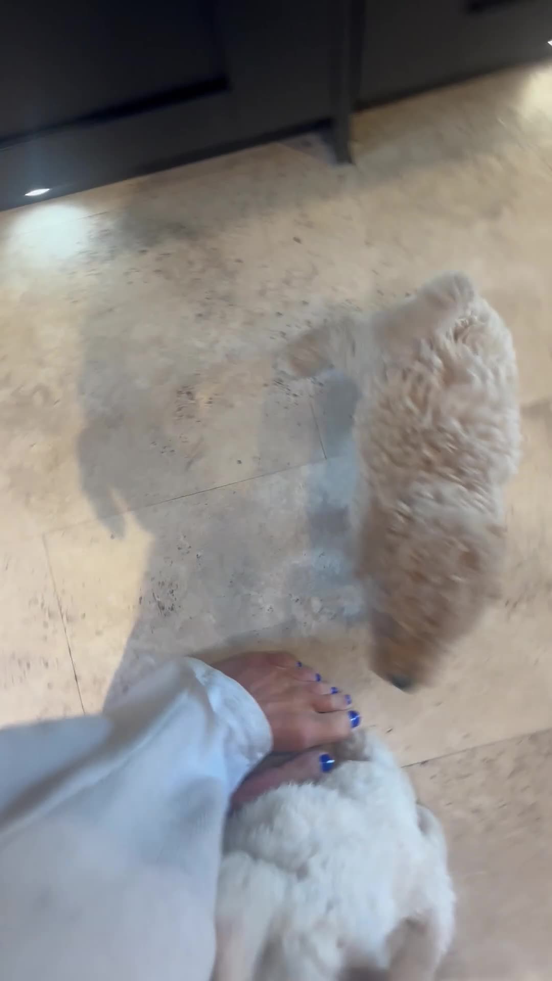 Cavapoo dogs for sale: Exceptional curly coat health tested cavapoo pups in Otley - Video 2